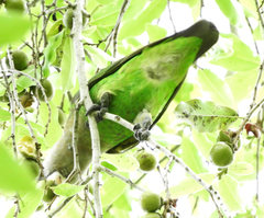 Poicephalus cryptoxanthus