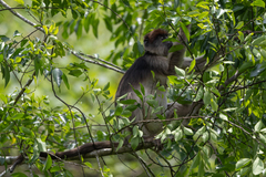 Piliocolobus tephrosceles