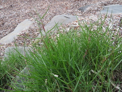 Paspalum distichum