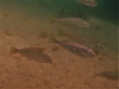 Helotes octolineatus