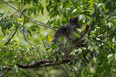 Piliocolobus tephrosceles