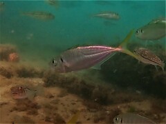 Trachurus novaezelandiae