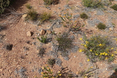Chaenostoma subnudum