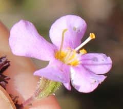Chaenostoma subnudum