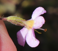 Chaenostoma subnudum