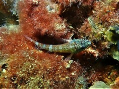Helcogramma decurrens