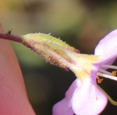 Chaenostoma subnudum