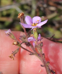Chaenostoma subnudum