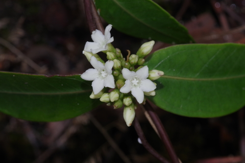 Cryptolepis oblongifolia image