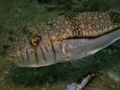 Torquigener pleurogramma