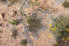 Chaenostoma subnudum