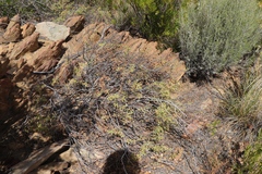 Pelargonium englerianum