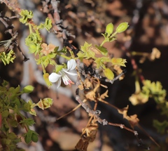 Pelargonium englerianum