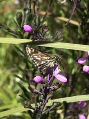 Hesperilla crypsargyra