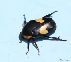 Pedinorrhina trivittata