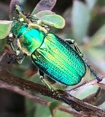 Diphucephala elegans