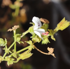 Pelargonium englerianum