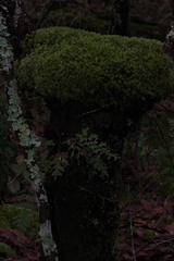 Asplenium aethiopicum
