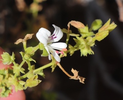 Pelargonium englerianum