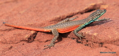 Platysaurus minor
