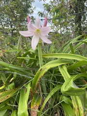 Crinum moorei