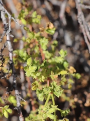 Pelargonium englerianum