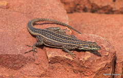 Platysaurus minor