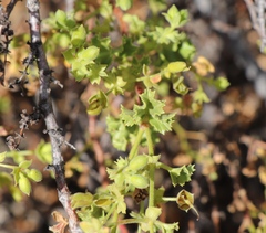 Pelargonium englerianum
