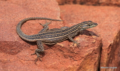 Platysaurus minor