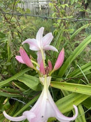 Crinum moorei