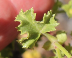 Pelargonium englerianum