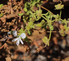 Pelargonium englerianum