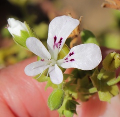 Pelargonium englerianum