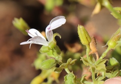 Pelargonium englerianum