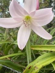 Crinum moorei