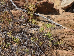 Pelargonium englerianum