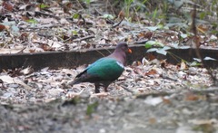 Chalcophaps longirostris