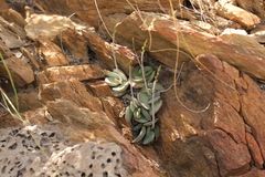 Adromischus maculatus