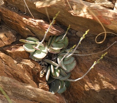 Adromischus maculatus