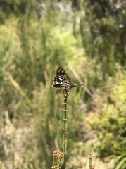 Hesperilla crypsargyra