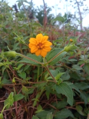 Melampodium divaricatum