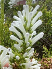Erica perspicua
