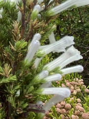 Erica perspicua