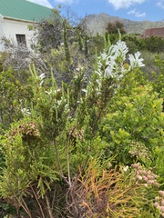 Erica perspicua