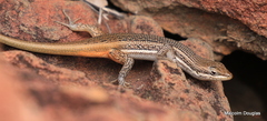 Trachylepis