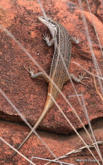Trachylepis