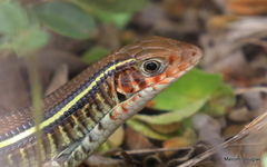 Gerrhosaurus flavigularis