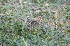Gallinago