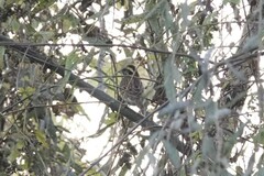 Emberiza chrysophrys