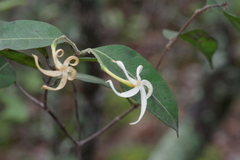Landolphia camptoloba